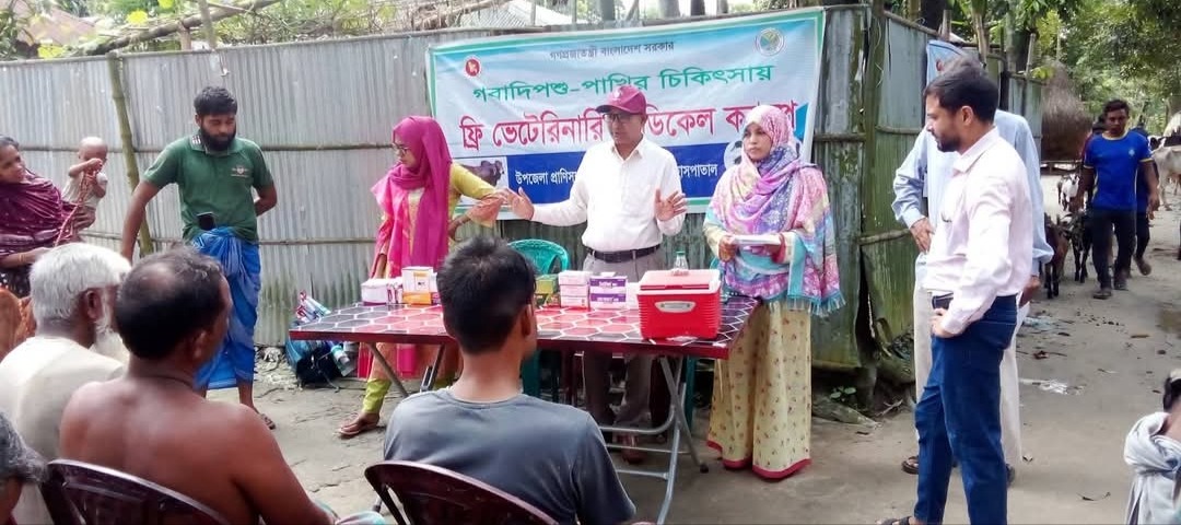উলিপুরে ১৫০ গবাদি পশুকে ভ্যাকসিনেশন ও ফ্রি মেডিকেল সেবা প্রদান